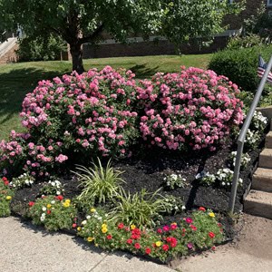 Library Garden