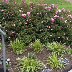 Library Gardening Woman's Club of Royersford Library Gardening Woman's Club of Royersford