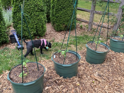 separate pots